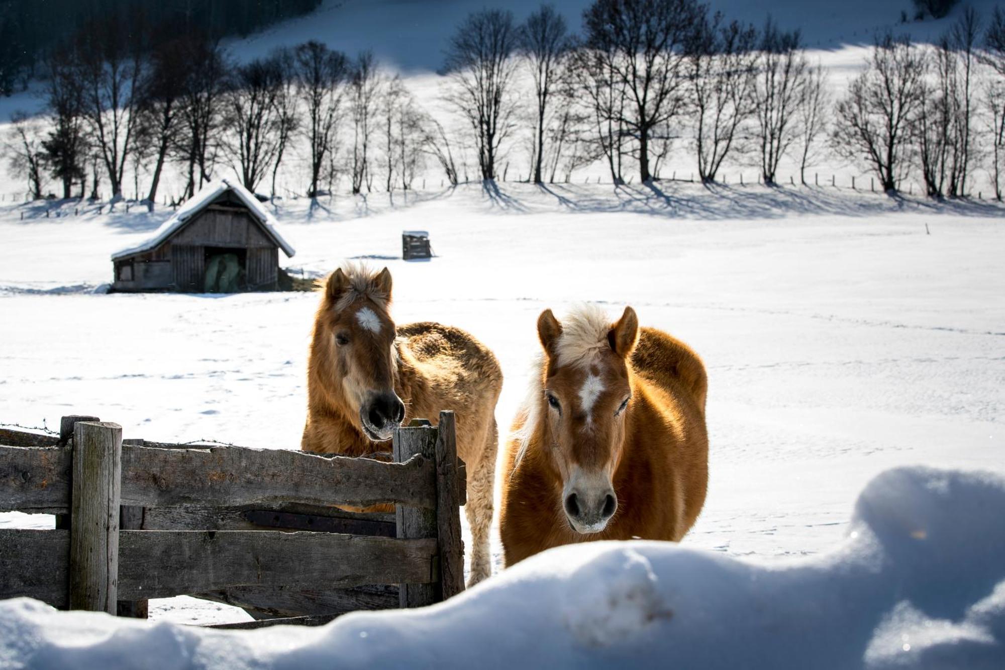 Naturpark Chalets Lambrecht By Alps Resorts Sankt Lambrecht Eksteriør billede